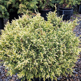 Cream Ball False Cypress