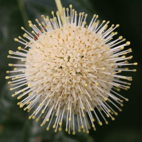 Sugar Shack&reg; Buttonbush