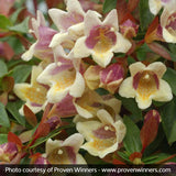 Sunny Anniversary&reg; Abelia