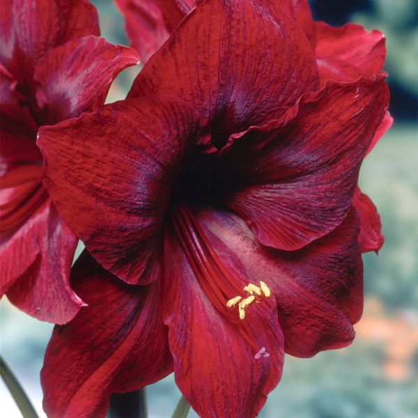 Red Pearl Amaryllis