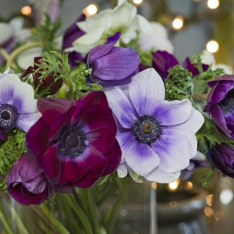 De Caen Anemone Mix