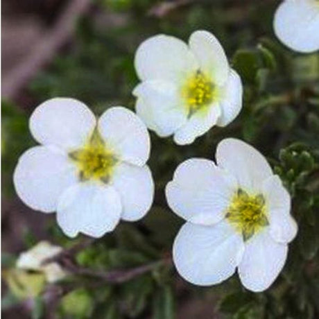 McKays White Potentilla