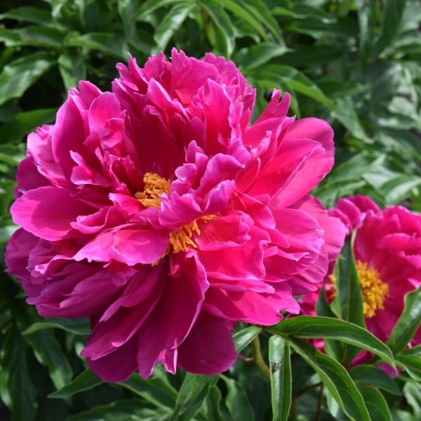 Viking Chief Peony