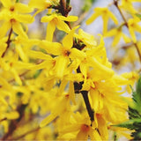 Arnold Dwarf Forsythia