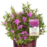 Encore&reg; Autumn Amethyst&reg; Azalea