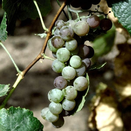 Himrod Grape Vine