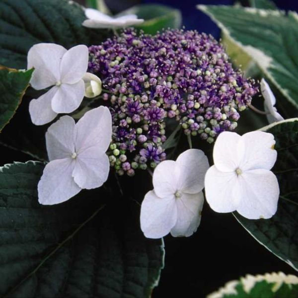 First Editions&reg; Light-O-Day&reg; Hydrangea