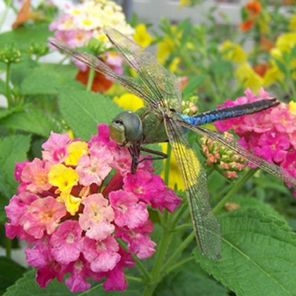 Bandana&reg; Pink Lantana