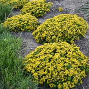 Little Miss Sunshine Sedum