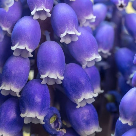 Grape Hyacinth