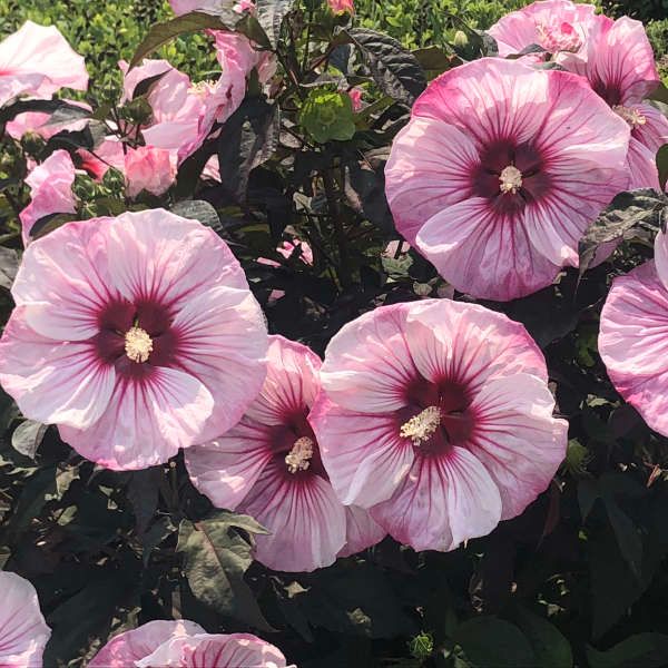 季ティー Summerific® Cherry Choco Latte Hardy Hibiscus | Sooner Plant Farm
