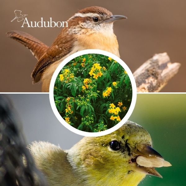 Audubon&reg; Native Shrubby St. John's Wort