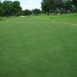 Latitude 36&trade; Bermudagrass Plugs