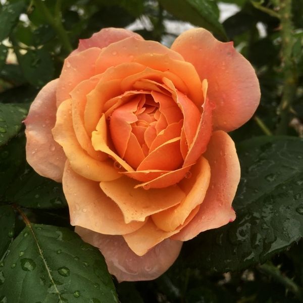 State of Grace&trade; Rose