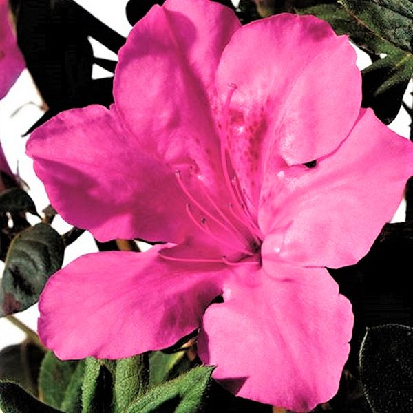 Encore&reg; Autumn Sangria&reg; Azalea