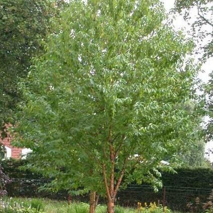 Amur Chokecherry