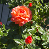 Livin' Easy&trade; Floribunda Rose