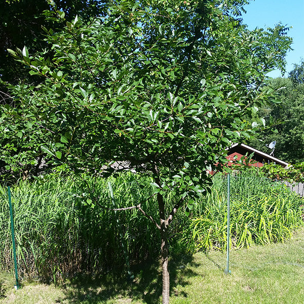 North Star Cherry Tree