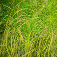 Fox Sedge Grass