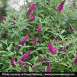 Miss Molly Butterfly Bush