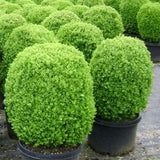 Dwarf English Boxwood