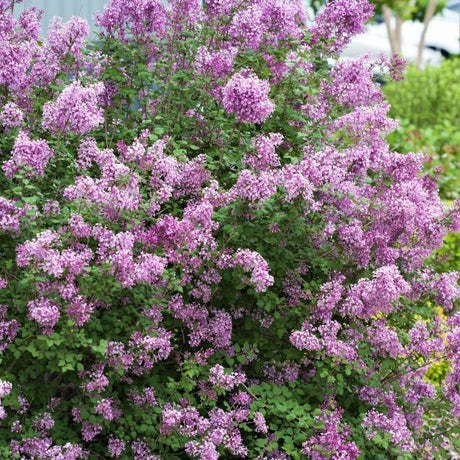 Bloomerang&reg; Lilac Tree