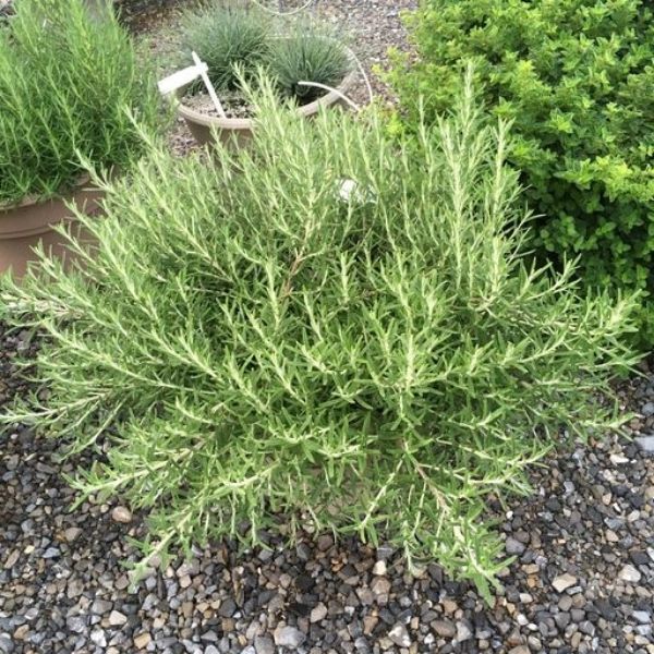 Cascading Rosemary