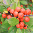 Little Goblin&reg; Orange Winterberry Holly