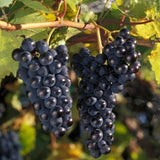 Marquette Grape Vine