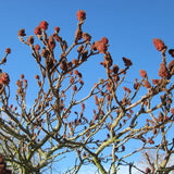 Cutleaf Staghorn Sumac