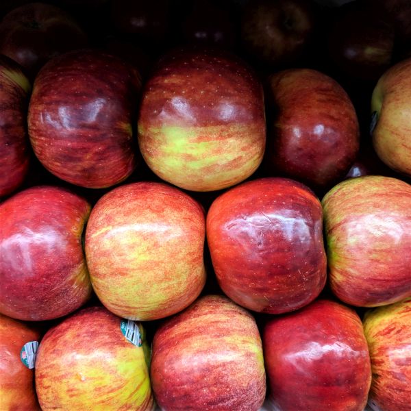 Cortland Apple Tree