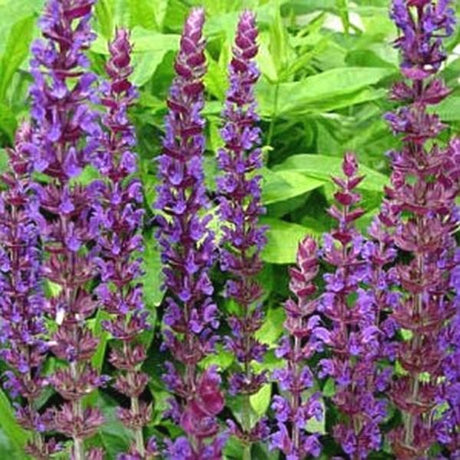 East Friesland Salvia