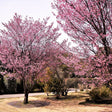 Okame Cherry Tree