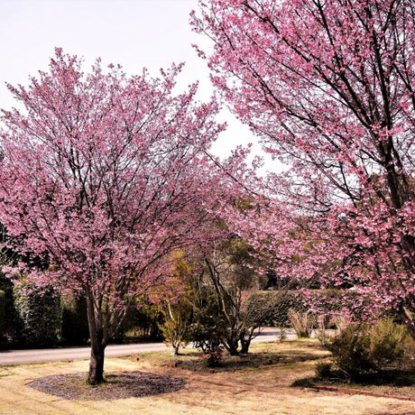 Okame Cherry Tree