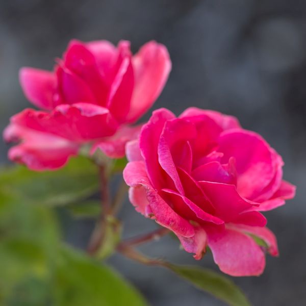 Easy Elegance&reg; Grandma's Blessing Rose