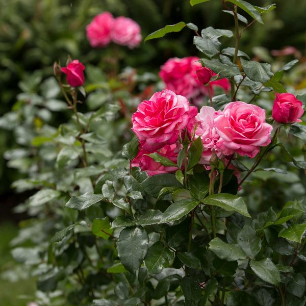 Easy Elegance&reg; Grandma's Blessing Rose