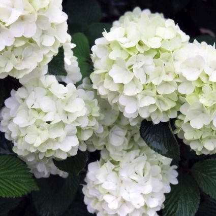 Opening Day&trade; Doublefile Viburnum