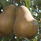 Bosc Pear Tree