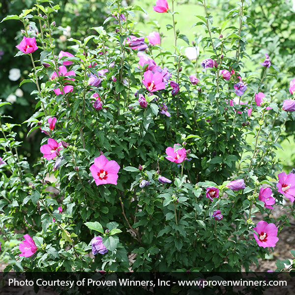 Proven Winners&reg; ColorChoice&reg; Lil' Kim&reg; Violet Rose of Sharon