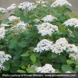 Snow Storm&trade; Spirea