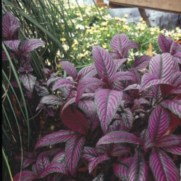 Persian Shield Strobilanthes