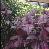 Persian Shield Strobilanthes