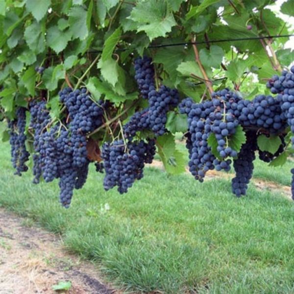 Marquette Grape Vine