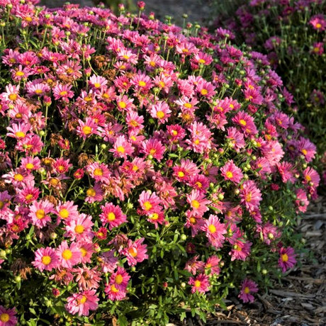 Mammoth&trade; Lavender Daisy Garden Mum