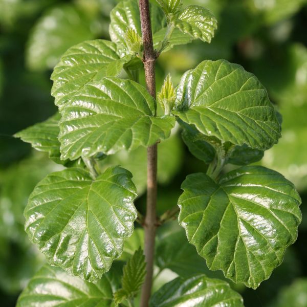 All That Glitters&reg; Arrowwood Viburnum