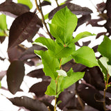 Canada Red Chokecherry