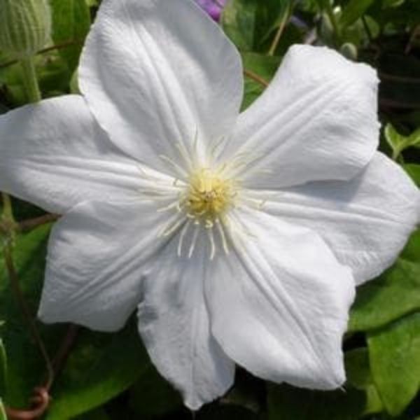 Candida Clematis