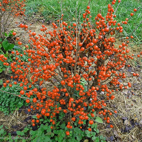 Little Goblin&reg; Orange Winterberry Holly