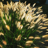 Cassian Dwarf Fountain Grass