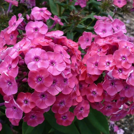 Junior Dance Phlox